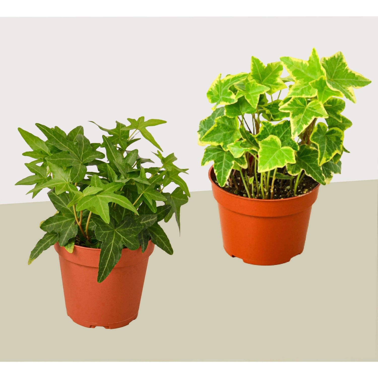 2 English Ivy Variety Pack - Live House Plant - FREE Care Guide - 4&quot; Pot - Ethereal Company