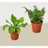 2 Fern Variety Pack - Live Plants - 4" Pot - House Plant - Ethereal CompanyPlant