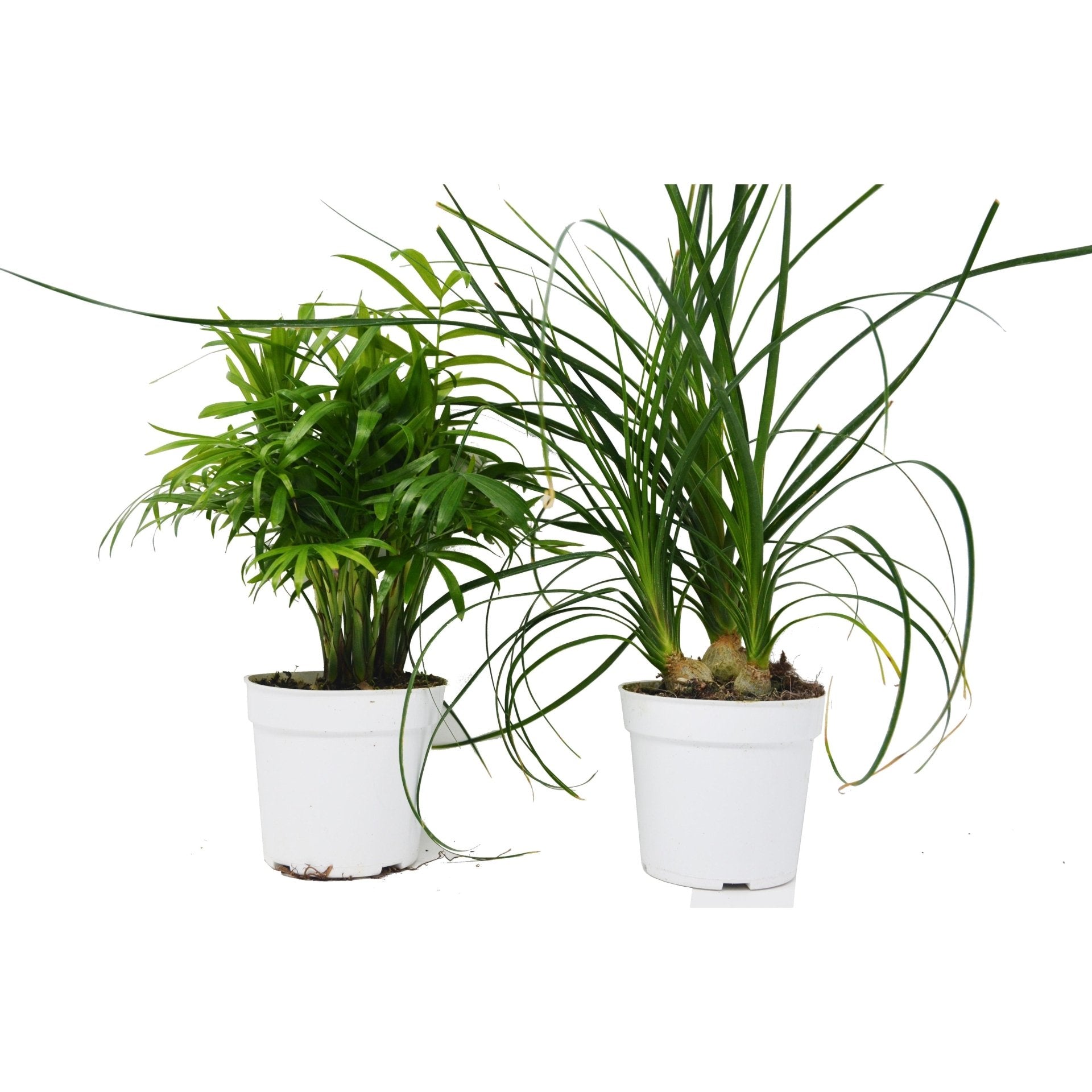 2 Palm Variety Pack / 4&quot; Pots / Live Plant / House Plant - Ethereal Company
