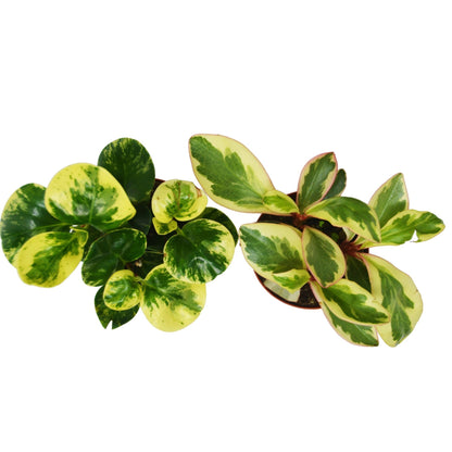 2 Peperomia Plants Variety Pack in 4&quot; Pots - Baby Rubber Plants - Ethereal Company