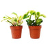 2 Peperomia Plants Variety Pack in 4" Pots - Baby Rubber Plants - Ethereal Company