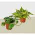 2 Philodendron Variety Pack - 4" Pot - Ethereal Company