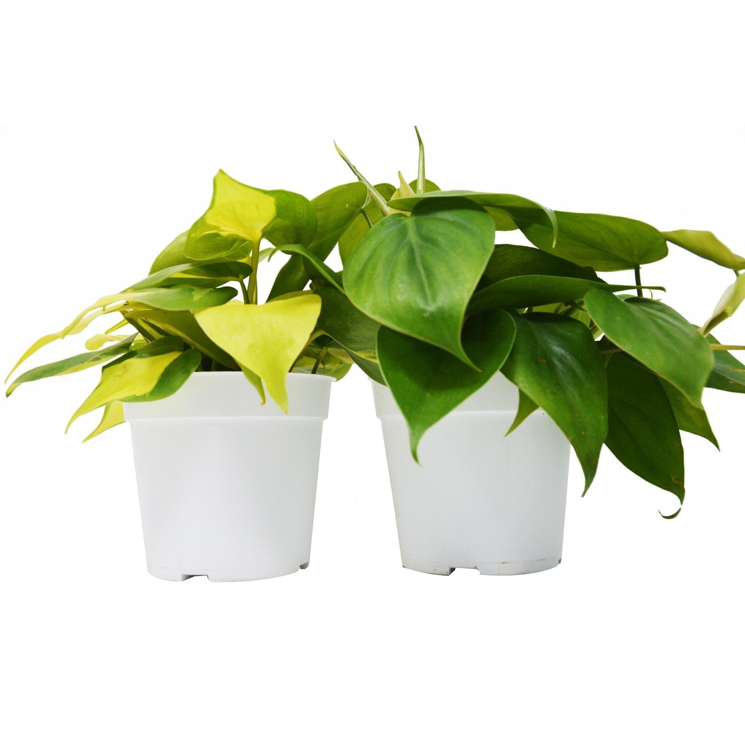 2 Philodendron Variety Pack - 4&quot; Pot - Ethereal Company