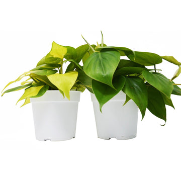 2 Philodendron Variety Pack - 4&quot; Pot - Ethereal Company