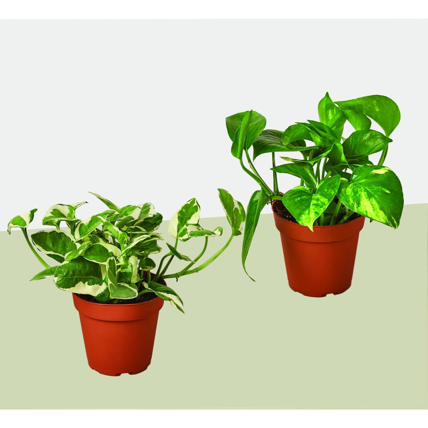 2 Pothos Variety Pack / 4&quot; Pot / Live Plant / Home and Garden Plants - Ethereal Company