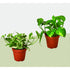 2 Pothos Variety Pack / 4" Pot / Live Plant / Home and Garden Plants - Ethereal Company