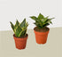 2 Snake Plant Variety (Sansevieria) / 4" Pot / Live Plant - Ethereal Company