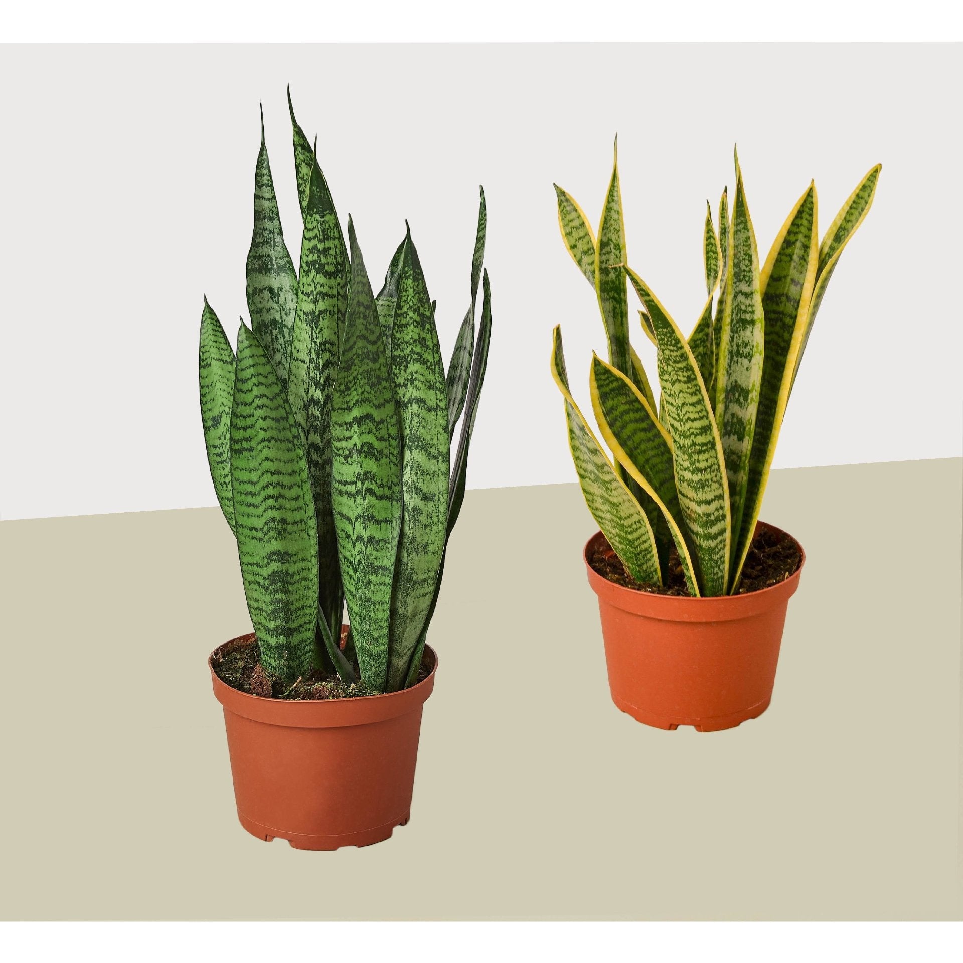 2 Snake (Sansevieria) Plant Variety Pack/ 6&quot; Pot / 12&quot; - 18&quot; Tall - Ethereal Company