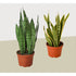 2 Snake (Sansevieria) Plant Variety Pack/ 6" Pot / 12" - 18" Tall - Ethereal Company
