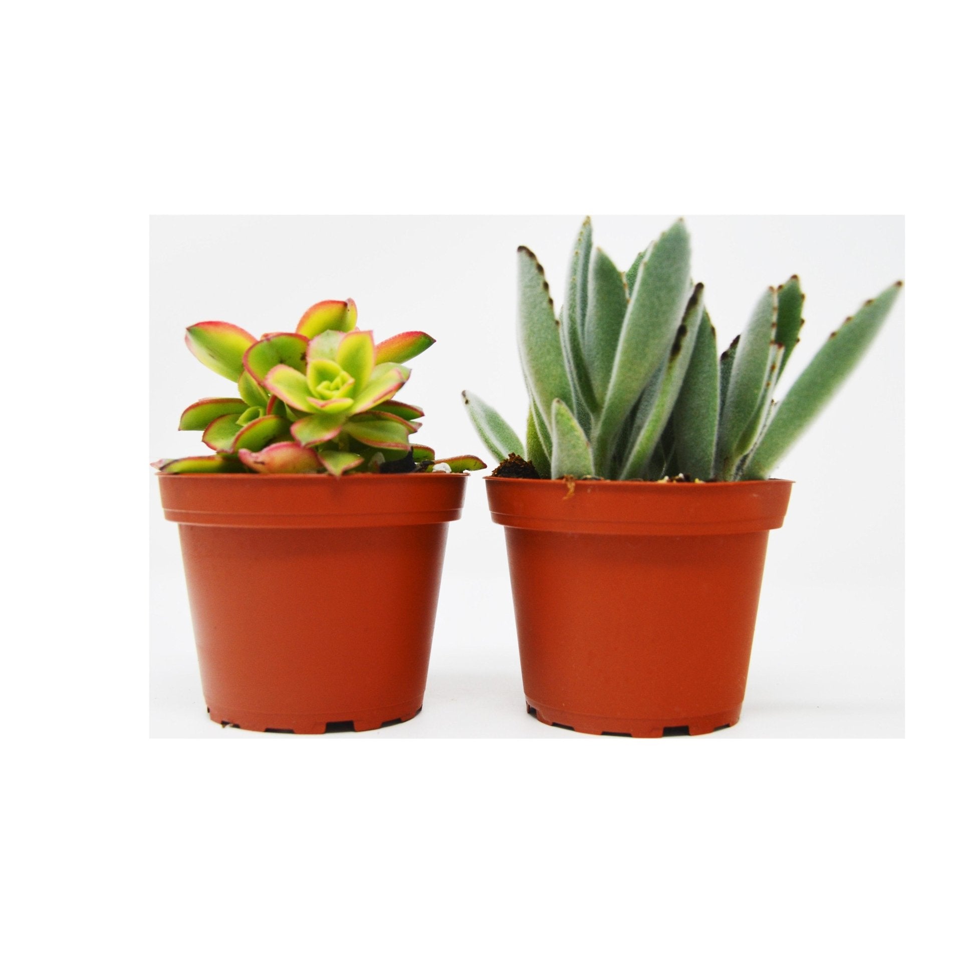 2 Succulent Variety Pack / 4&quot; Pot / Live Home and Garden Plant - Ethereal Company