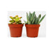2 Succulent Variety Pack / 4" Pot / Live Home and Garden Plant - Ethereal Company