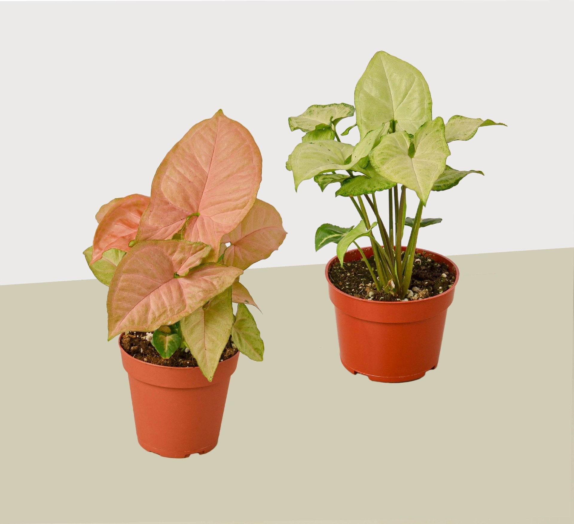 2 Syngonium Variety (Arrowhead Plant) / 4&quot; Pot / Live Plant - Ethereal CompanyPlants