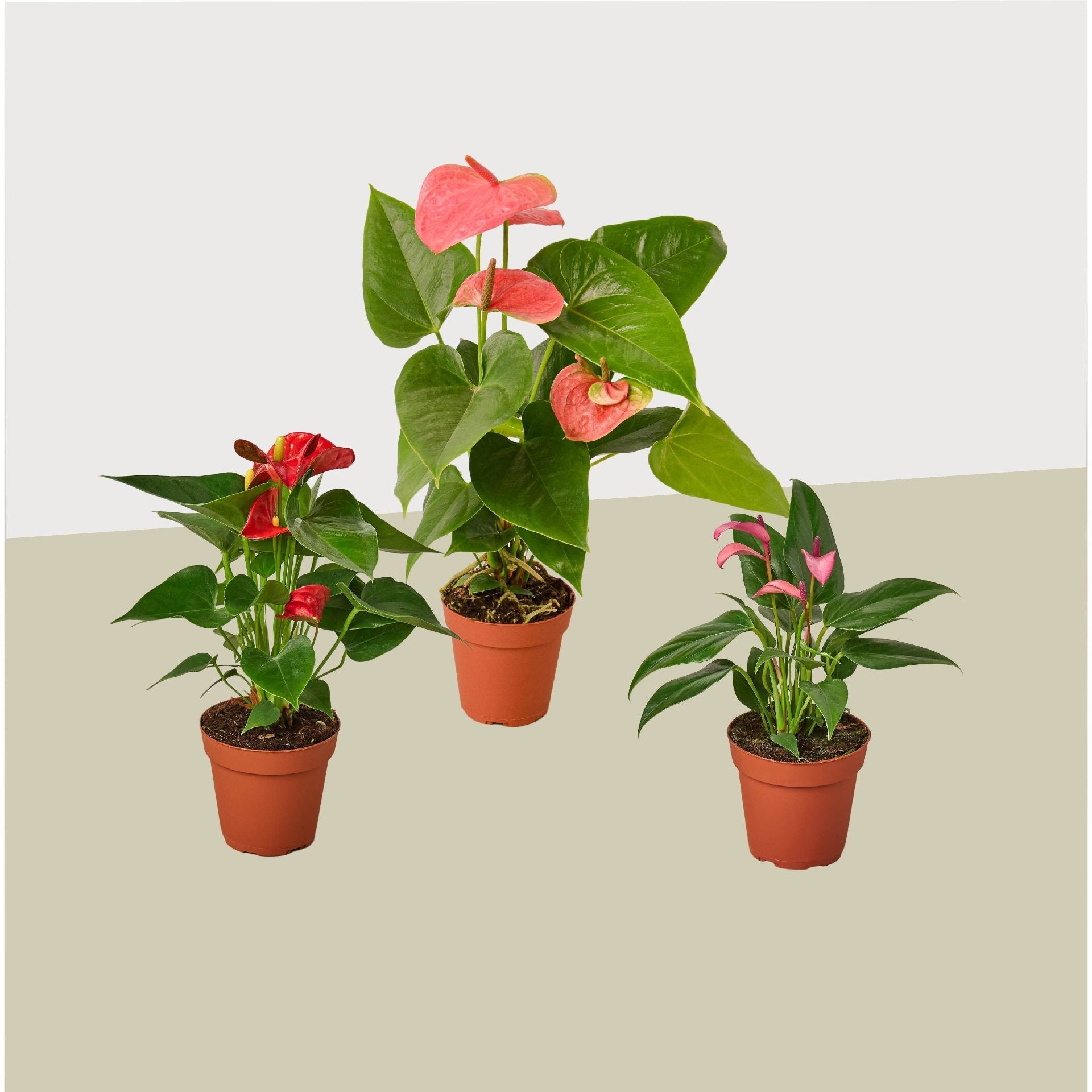 3 Anthurium Variety Pack- All Different Colors - 4&quot; Pots - Ethereal Company
