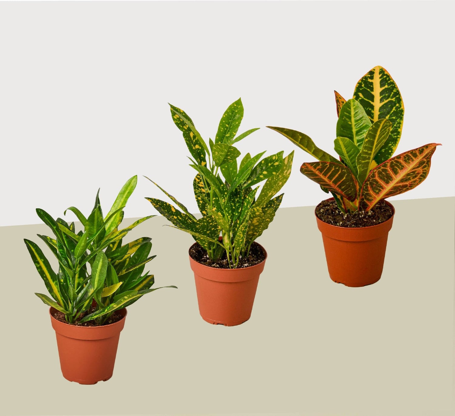 3 Croton Variety Pack / 4&quot; Pot / Live Plant / House Plant - Ethereal Company