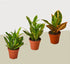 3 Croton Variety Pack / 4" Pot / Live Plant / House Plant - Ethereal Company