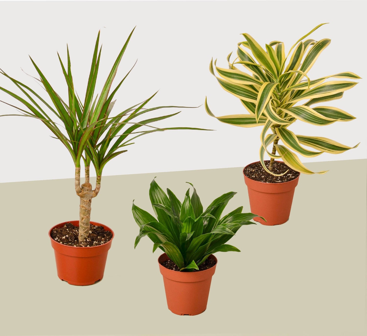 3 Different Dracaenas Variety Pack - Live House Plant - FREE Care Guide - 4&quot; Pot - Ethereal Company