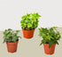 3 Different English Ivy Plants - 4" Pot - Live House Plant - Ethereal Company