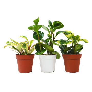 3 Different Peperomia Plants in 4&quot; Pots - Baby Rubber Plants - Ethereal Company