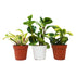 3 Different Peperomia Plants in 4" Pots - Baby Rubber Plants - Ethereal Company