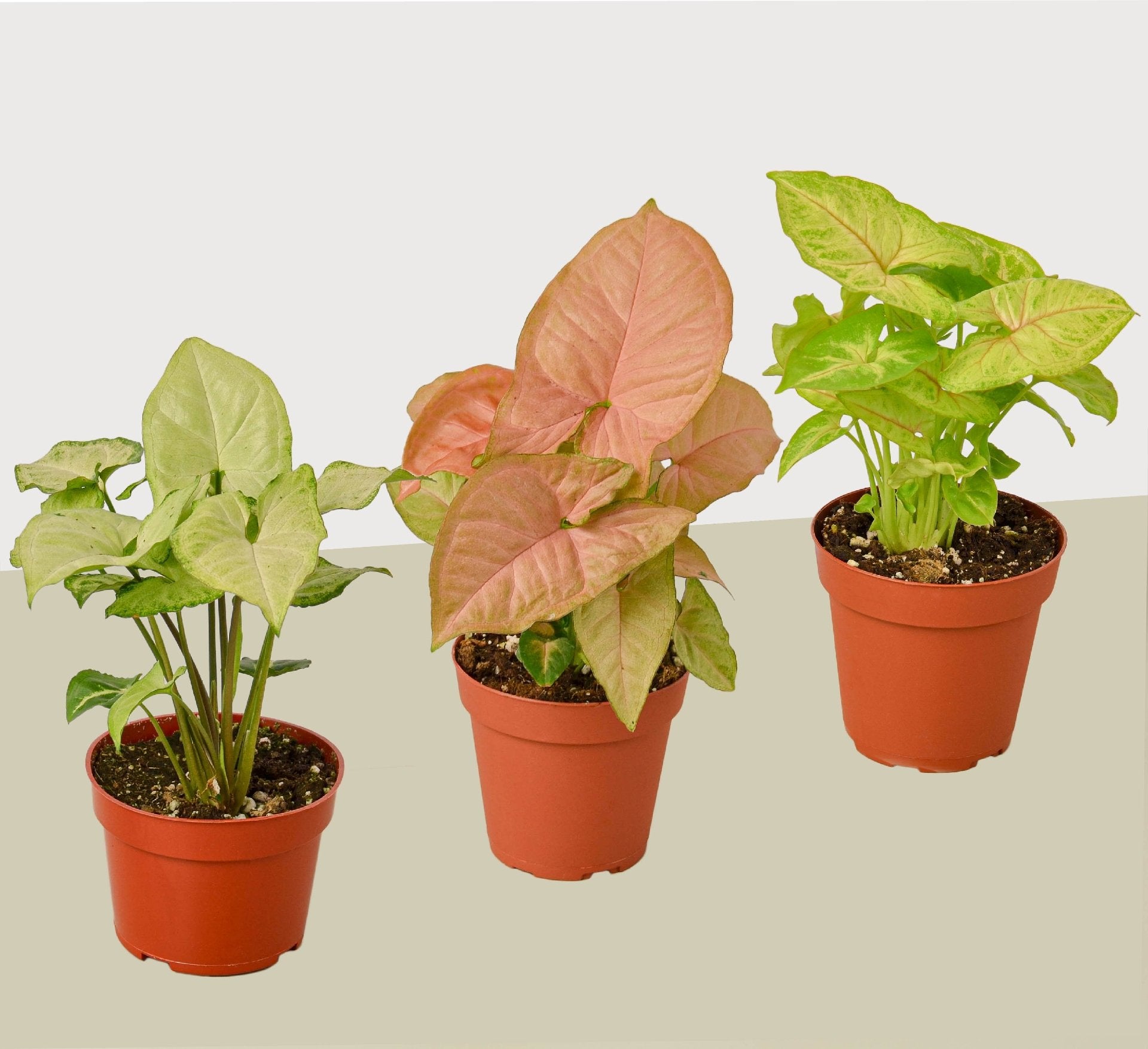 3 Different Syngonium Plants - Arrowhead Plants / 4&quot; Pot / Live Plant - Ethereal Company