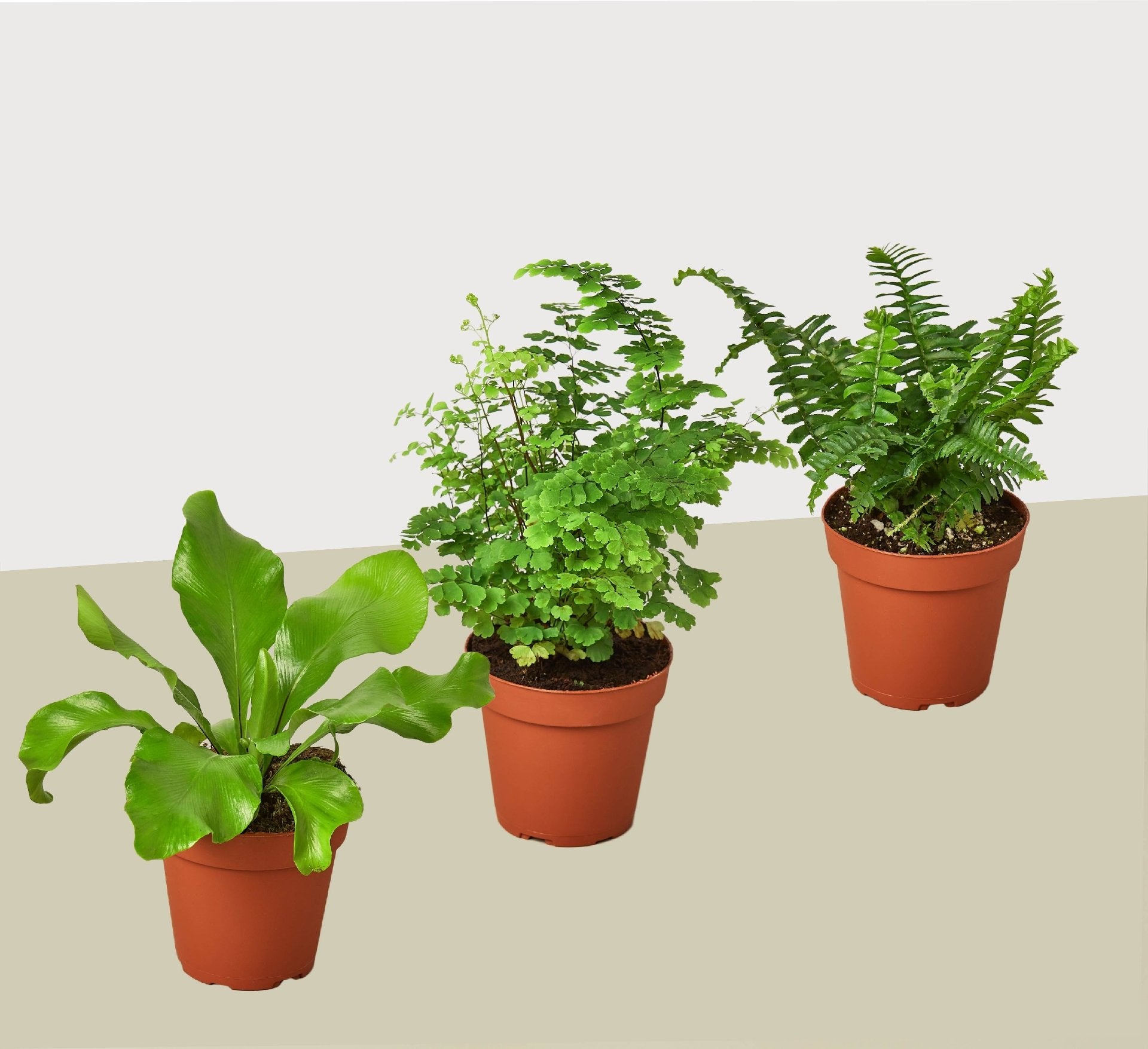 3 Fern Variety Pack - Live Plants - 4&quot; Pot - House Plant - Ethereal Company