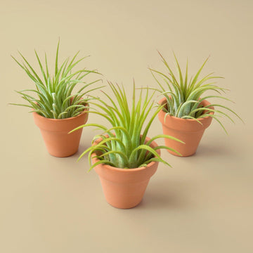 3 Ionantha Air Plants with Mini Terra Cotta Pots - Ethereal Company