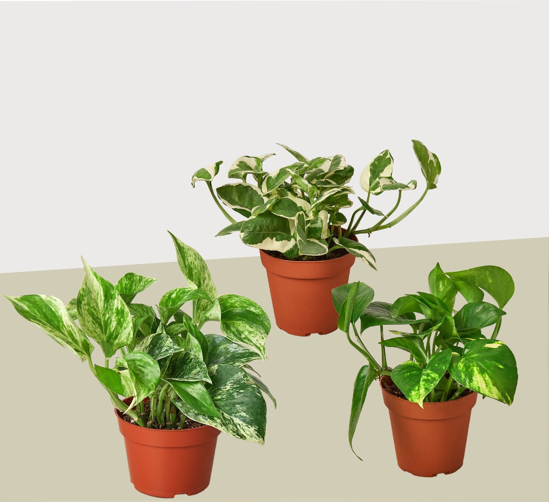 3 Pothos Variety Pack / 4&quot; Pot / Live Plant / Home and Garden Plants - Ethereal Company