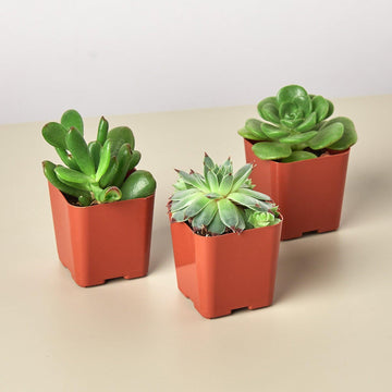 3 Succulent Variety Pack - 2.0&quot; Pot - Ethereal Company