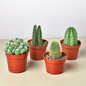 4 Cacti Variety Bundle - 4.0&quot; Pots - Ethereal Company