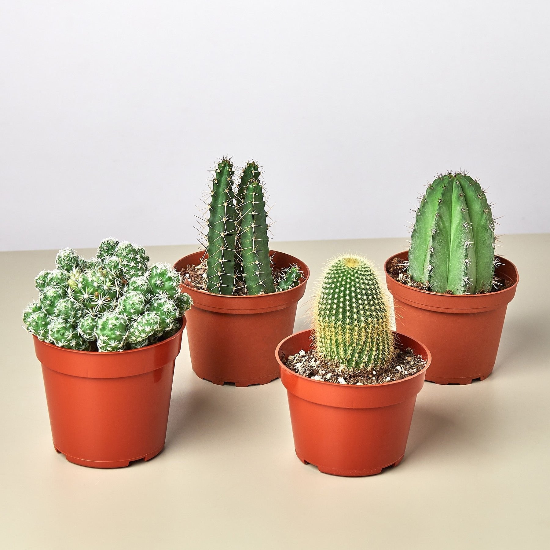 4 Cacti Variety Bundle - 4.0&quot; Pots - Ethereal Company