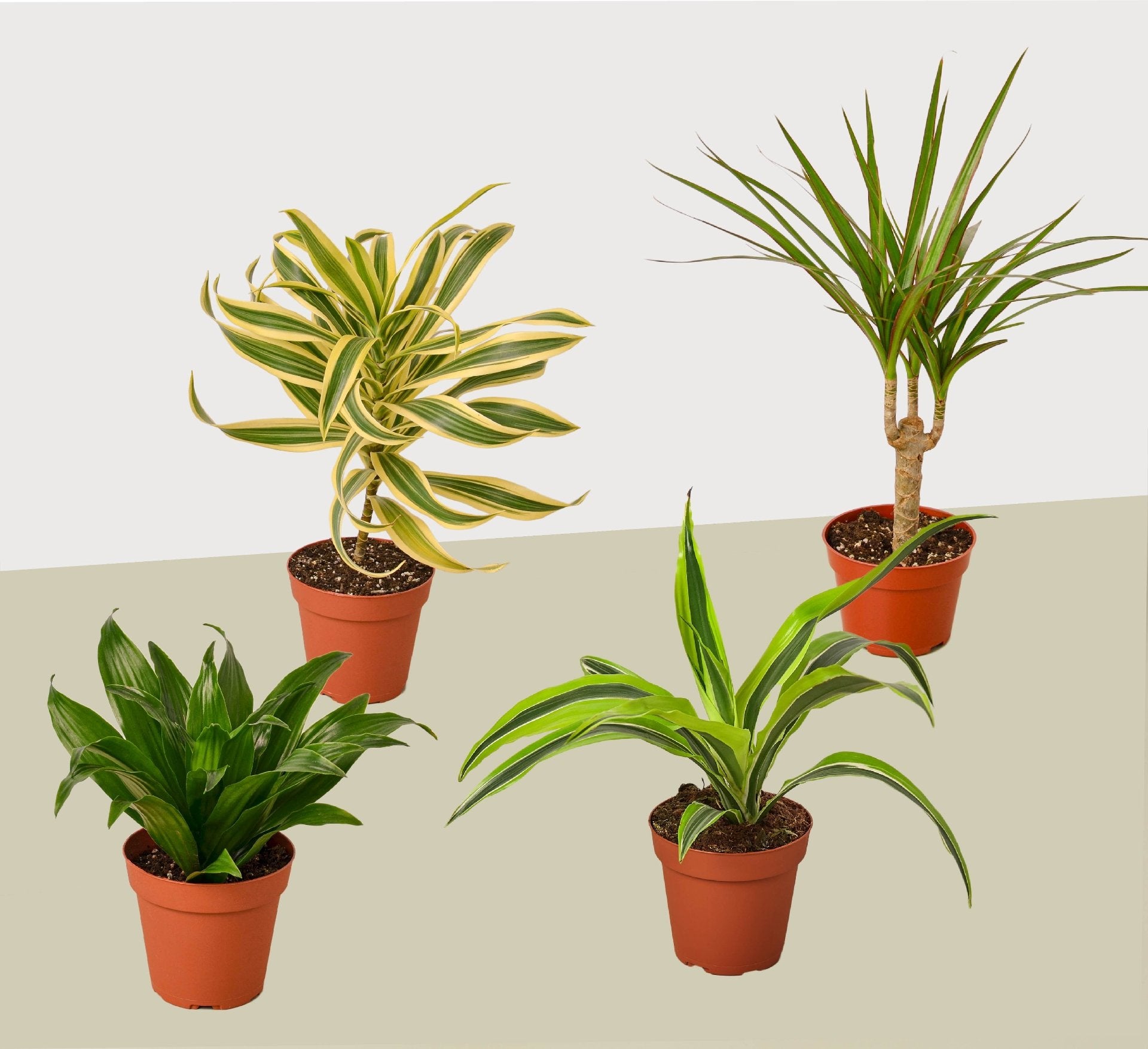 4 Different Dracaenas Variety Pack - Live House Plant - FREE Care Guide - 4&quot; Pot - Ethereal Company