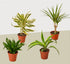 4 Different Dracaenas Variety Pack - Live House Plant - FREE Care Guide - 4" Pot - Ethereal Company