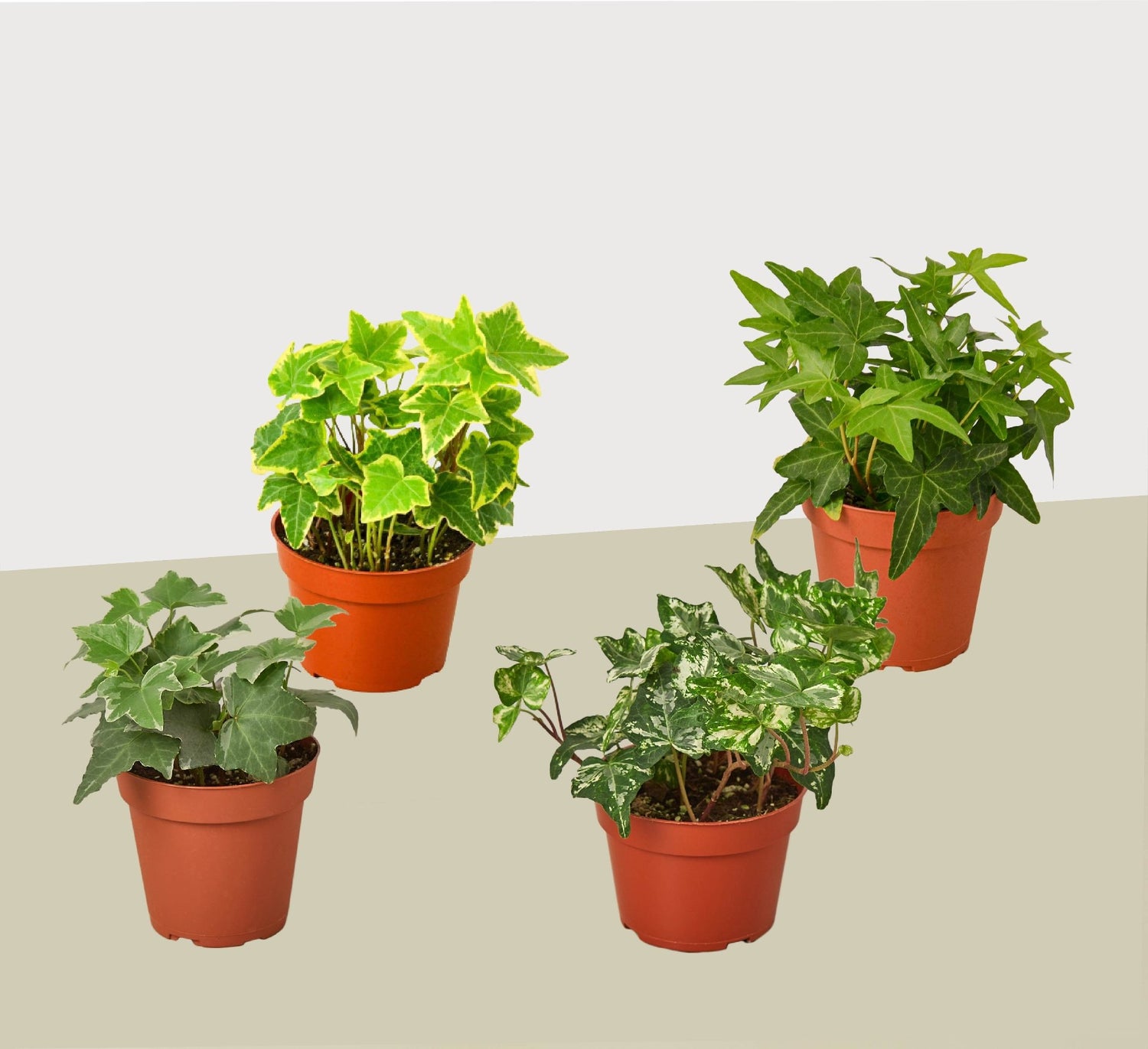 4 Different English Ivy Plants - 4&quot; Pots - Live House Plant - Ethereal Company