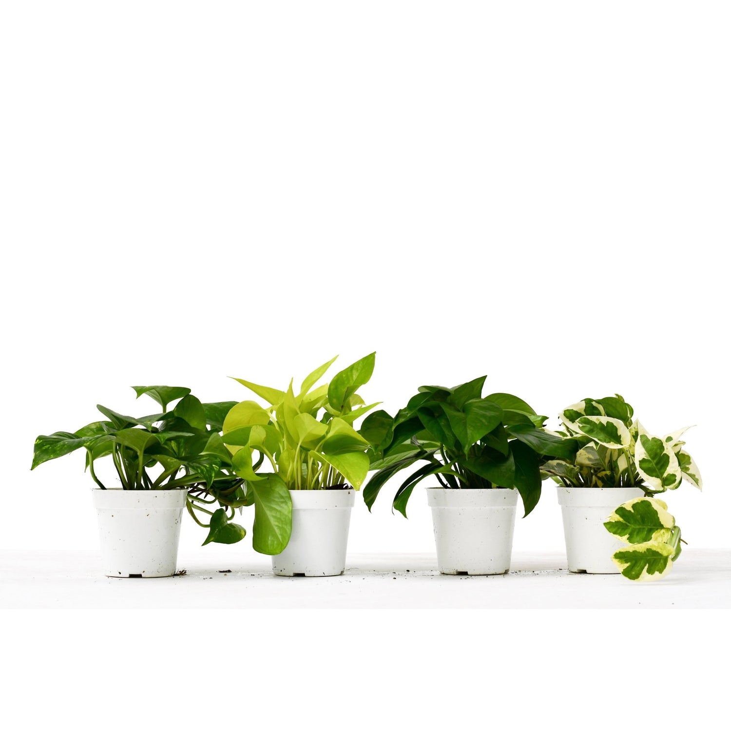 4 Different Pothos Plants in 4&quot; Pots - Live House Plant - Ethereal Company