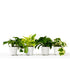 4 Different Pothos Plants in 4" Pots - Live House Plant - Ethereal Company