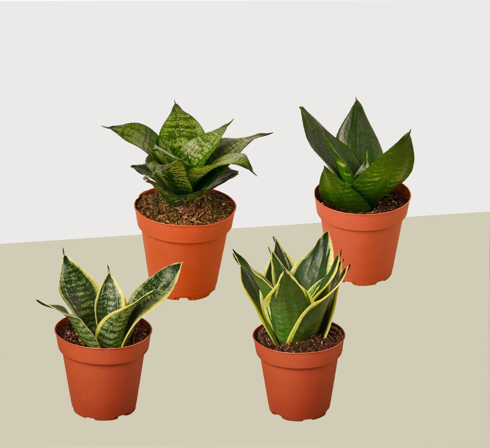 4 Different Snake Plants in 4&quot; Pots - Sansevieria - Live Plant - FREE Care Guide - Ethereal Company