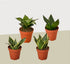 4 Different Snake Plants in 4" Pots - Sansevieria - Live Plant - FREE Care Guide - Ethereal Company