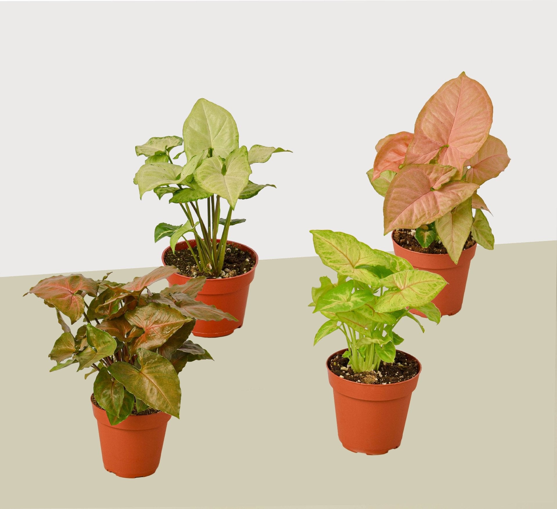 4 Different Syngonium Plants - Arrowhead Plants / 4&quot; Pot / Live Plant - Ethereal Company