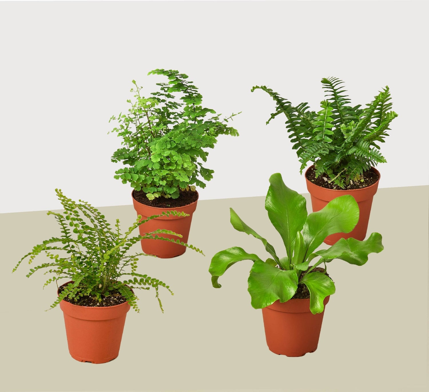 4 Fern Variety Pack - Live Plants - 4&quot; Pot - House Plant - Ethereal Company