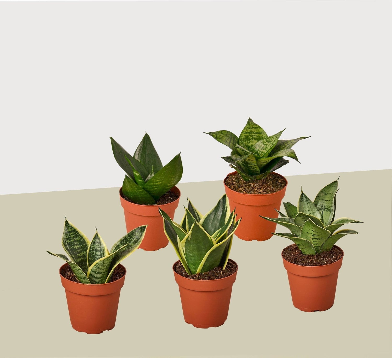 5 Different Snake Plants in 4&quot; Pots - Sansevieria - Live Plant - FREE Care Guide - Ethereal Company