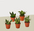 5 Different Snake Plants in 4" Pots - Sansevieria - Live Plant - FREE Care Guide - Ethereal Company