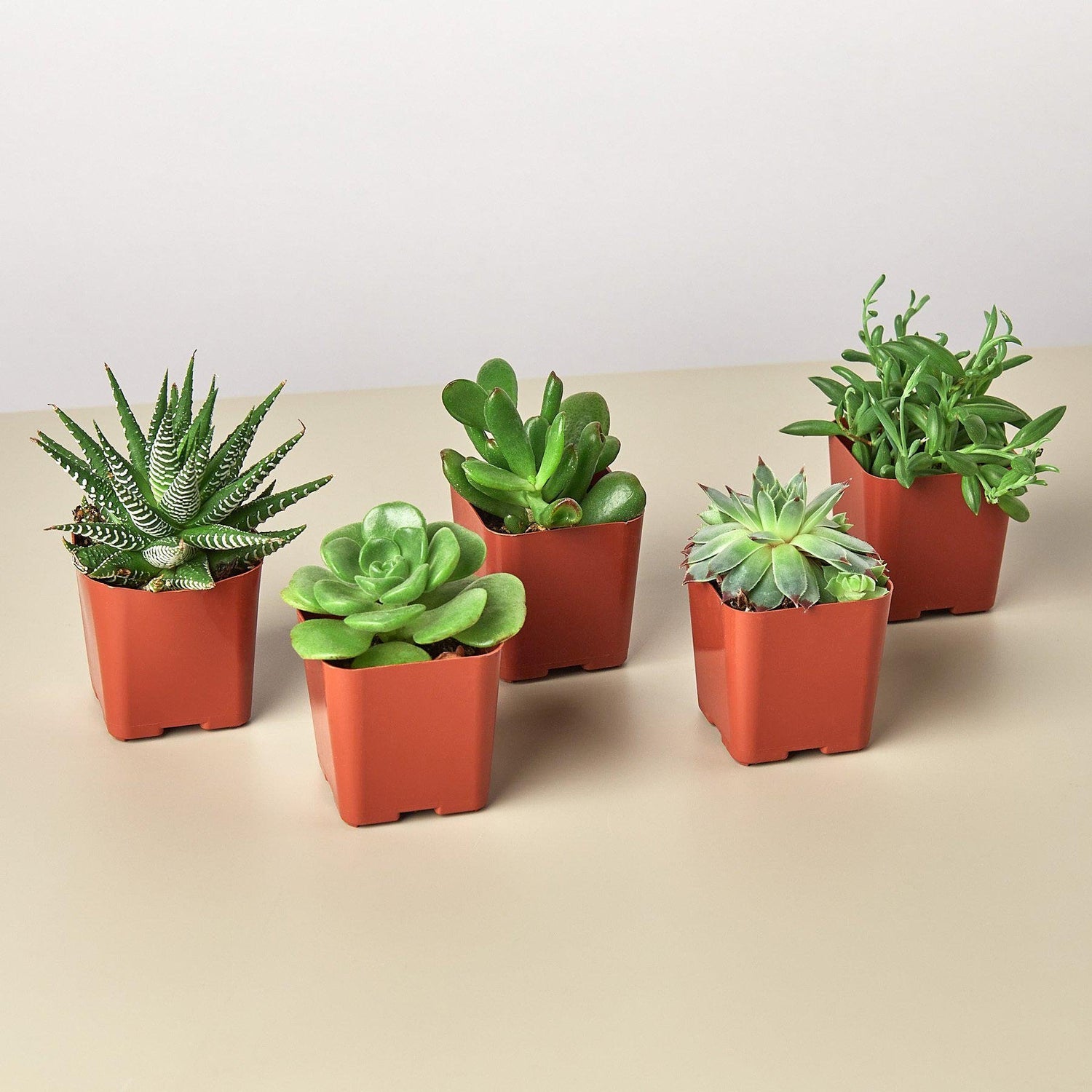 5 Succulent Variety Pack - 2.0&quot; Pot - Ethereal Company