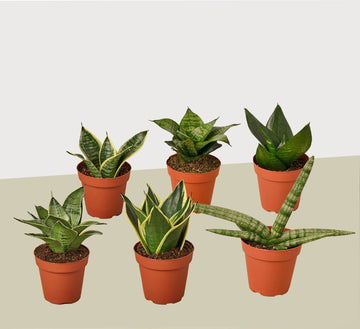 6 Snake Plant Variety (Sansevieria) / 4&quot; Pot / Live Plant - Ethereal Company