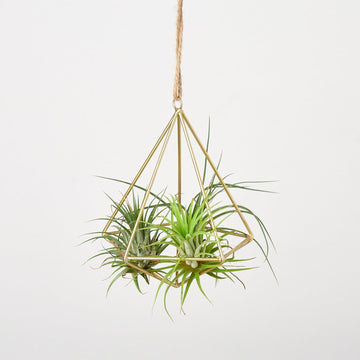 Air Plant Display Hanger - Brass - Ethereal Company