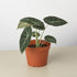 Alocasia Reginula &