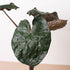 Alocasia &