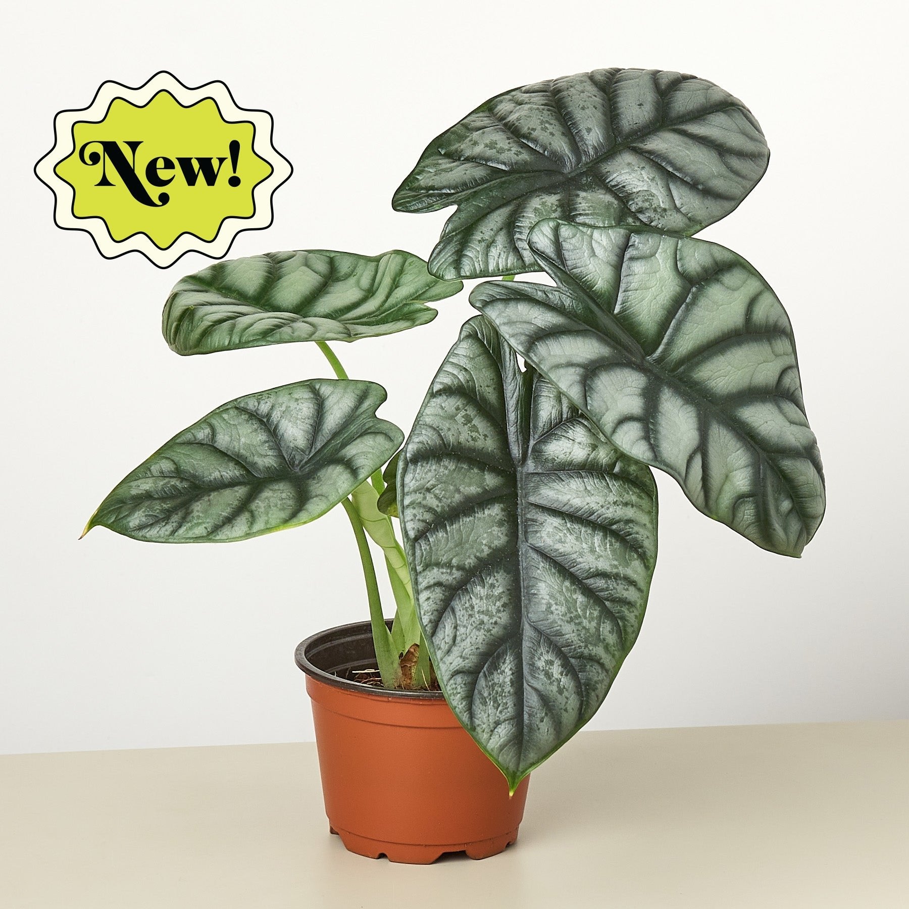 Alocasia &