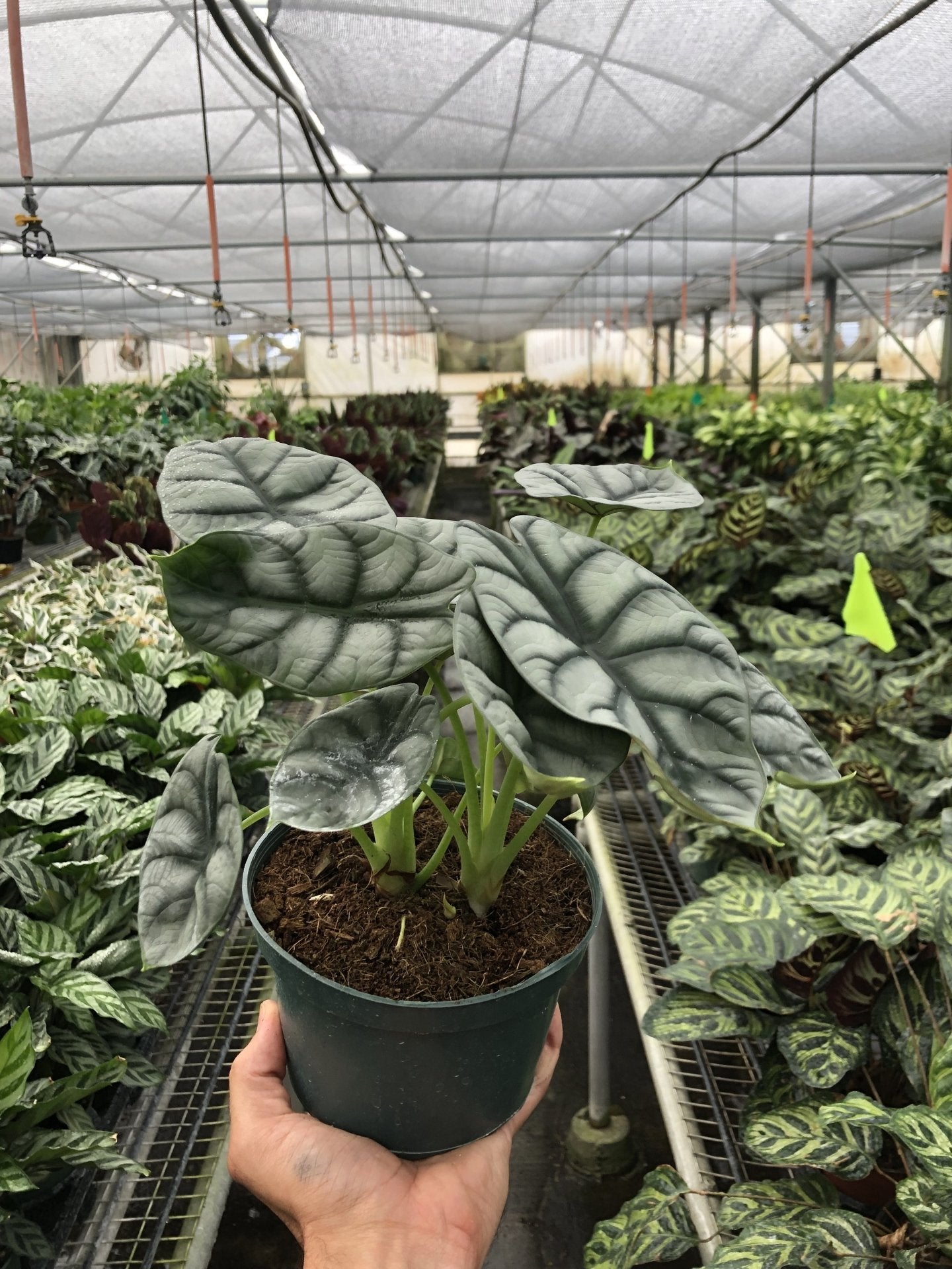 Alocasia &