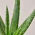 Aloe Vera - Ethereal Company