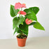 Anthurium &